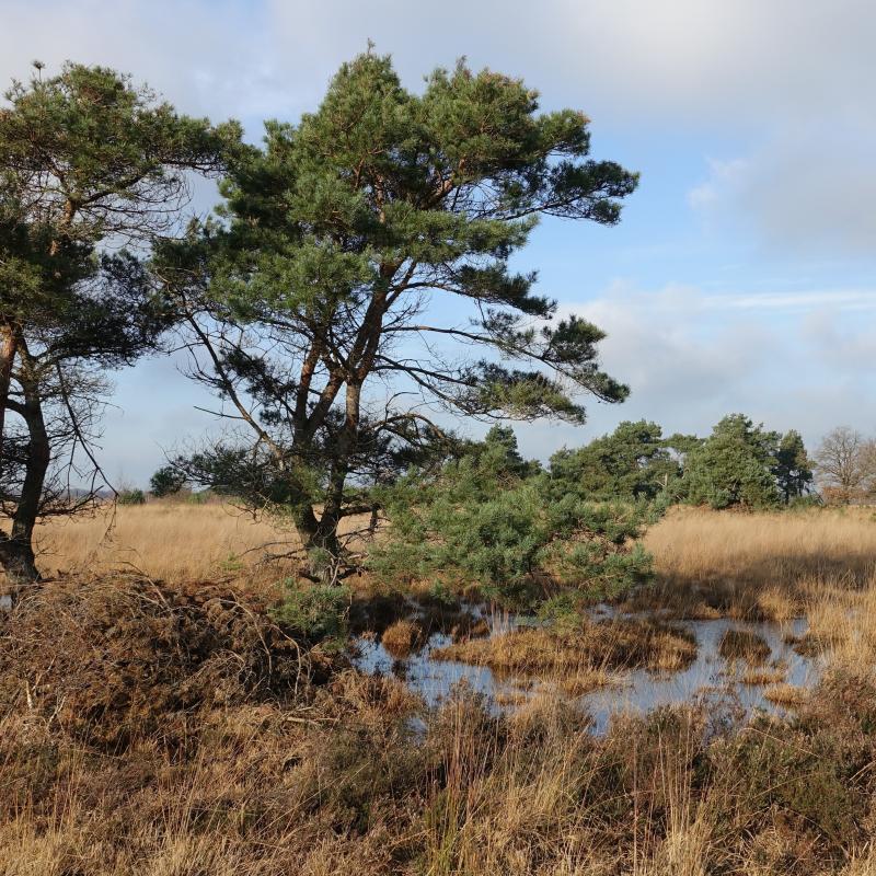 Peellandschap met moeras en bomen