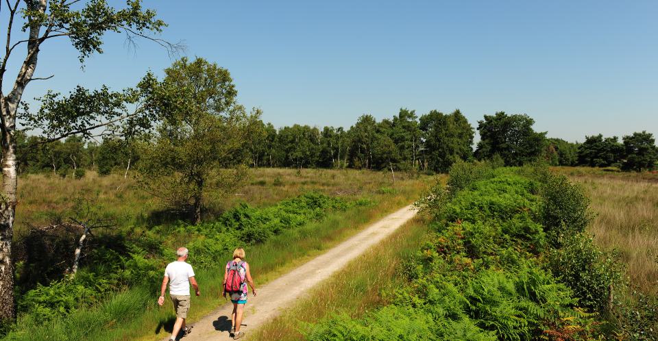Wandelende personen in Nationaal Park De Peel