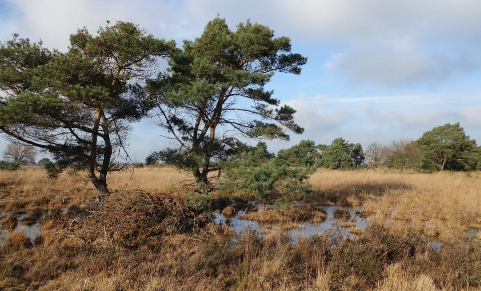 Peellandschap met moeras en bomen