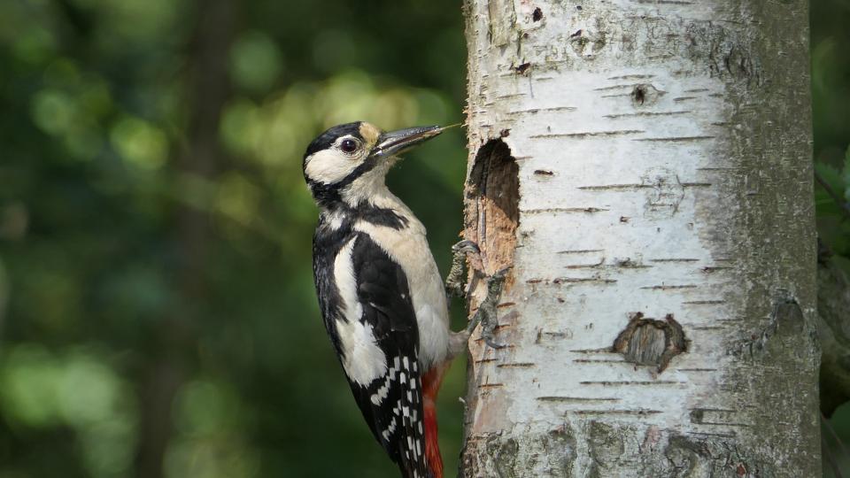 <p>Great spotted woodpecker against birch</p>