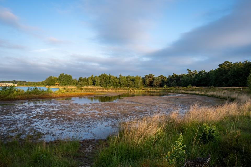 Landschap met water, oeverplanten en bos
