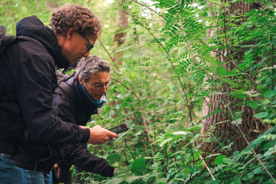 Twee mensen in bos met smartphone kijken naar plant