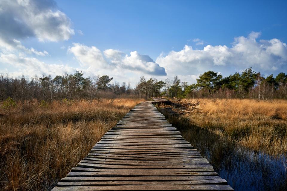 Lansdchap in Nationaal Park De Peel met knuppelbrug
