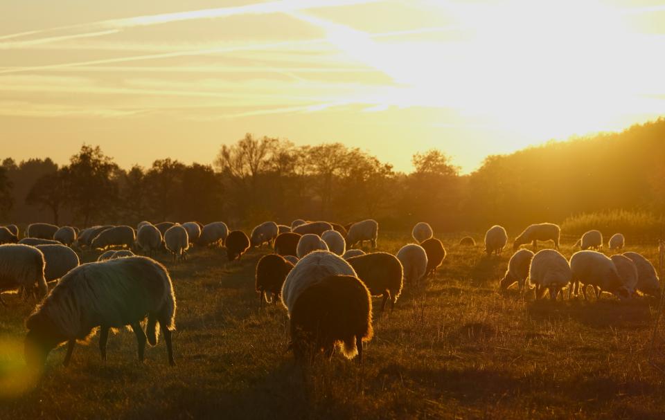Sheep in landscape with setting sun