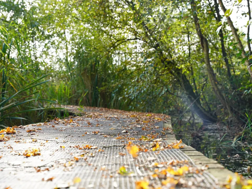 Knuppelbrug door landschap met bomen