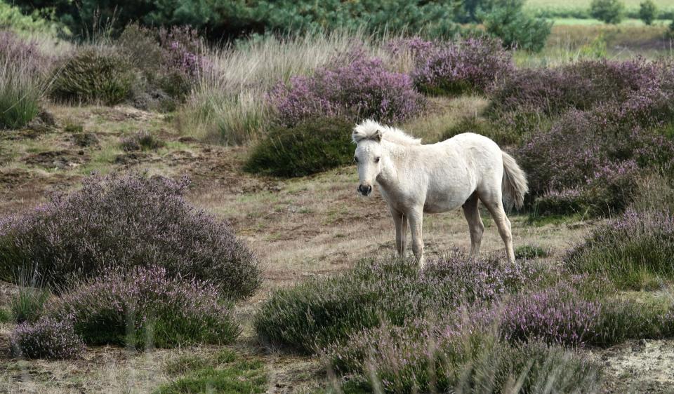 Witte shetland pony in heide landschap