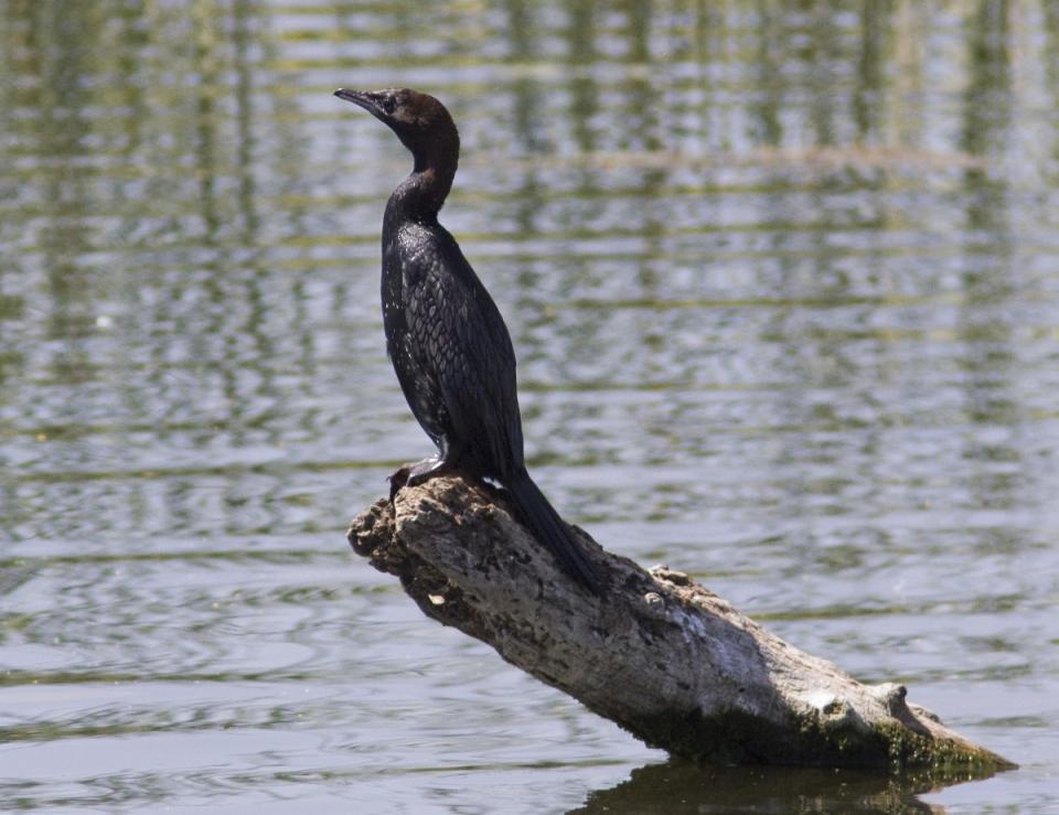 Dwergaalscholver