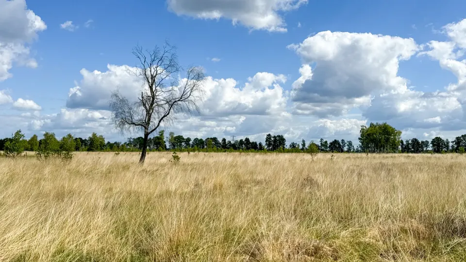 Landschap met struikgewas en een kale boom