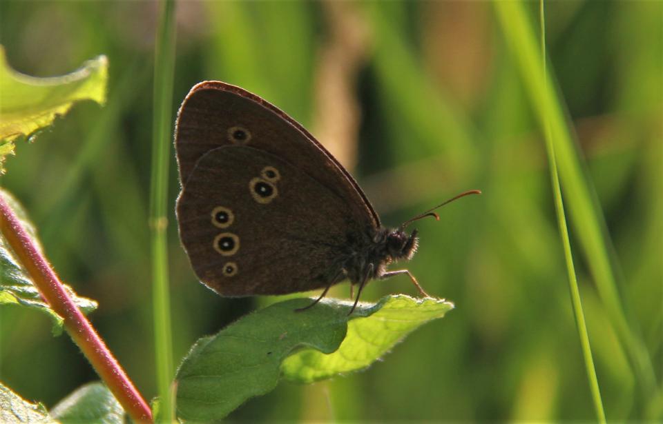 IVN dinsdagmiddag wandeling senioren juli