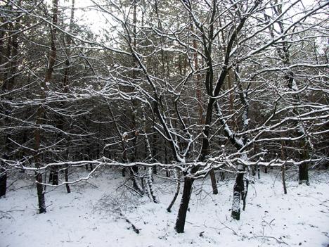 I.V.N. wandeling Staatsbossen Dennendijks 2e Kerstdag