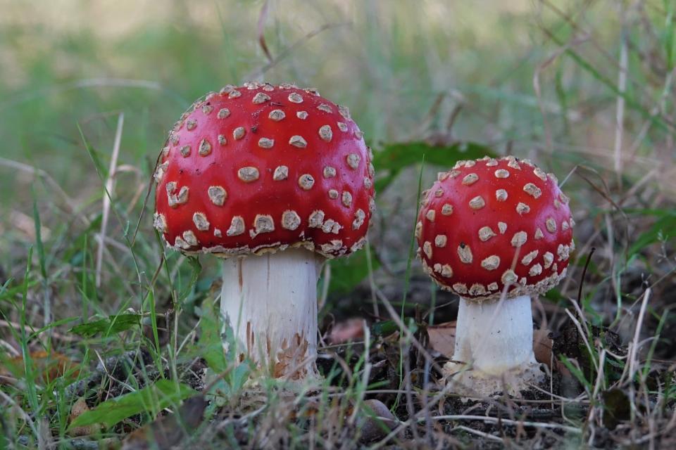 Peel Ontdektocht Herfst